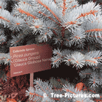 Blue Spruce Needles: Orange Branches on New Drawf Landscape Colorado Spruce Tree